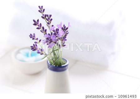 lavender 10961493