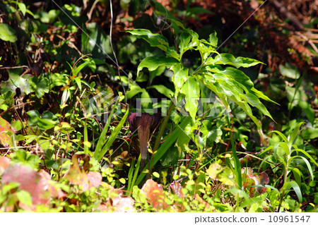 Hulashimasou 10961547