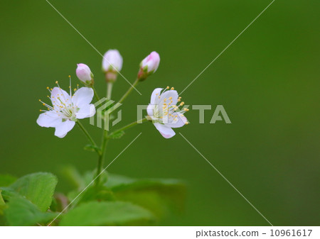 Miyamazakura Miyamazakura 10961617