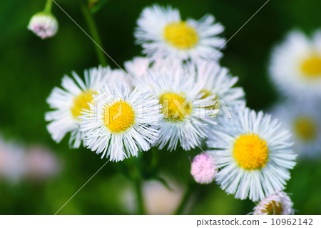 White flowers (Haruzion) White flowers (Haruzion) 10962142