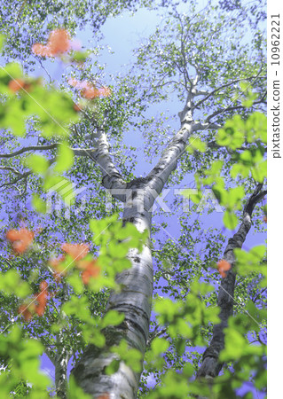 範圍杜鵑花和白樺 10962221