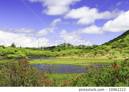 杜鵑花盛開的匆忙 10962222