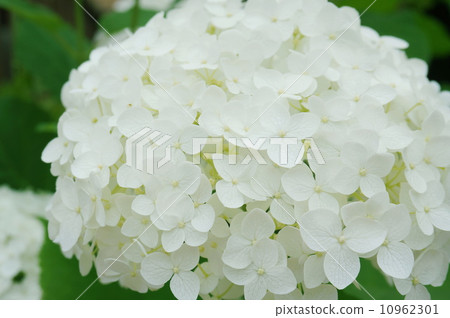 安娜貝爾 10962301