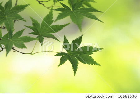 京都Aao Momiji 10962530
