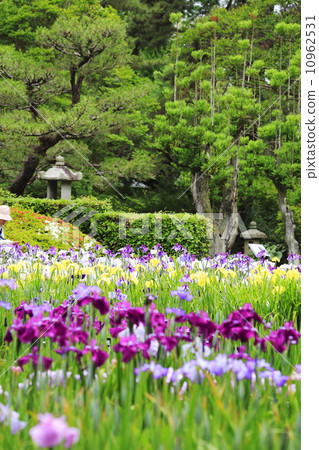 鳶尾花園 10962531
