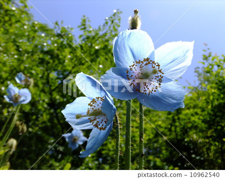 喜馬拉雅山的罌粟 10962540