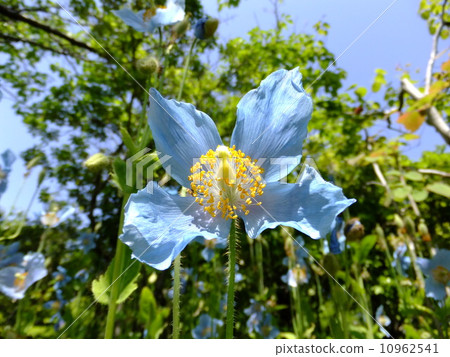 喜馬拉雅山的罌粟 10962541