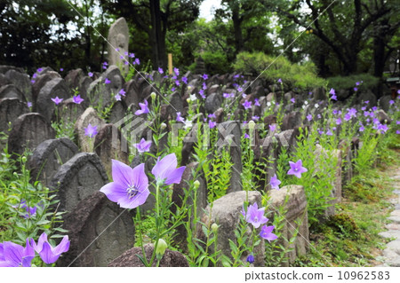 Genco-ji Kikyo和石佛 10962583