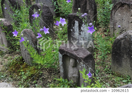 Genco-ji Kikyo和石佛 10962615