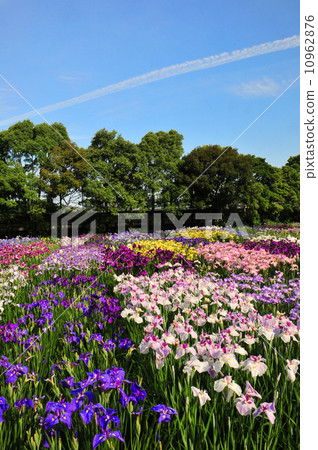 Kamo虹膜河花園 10962876