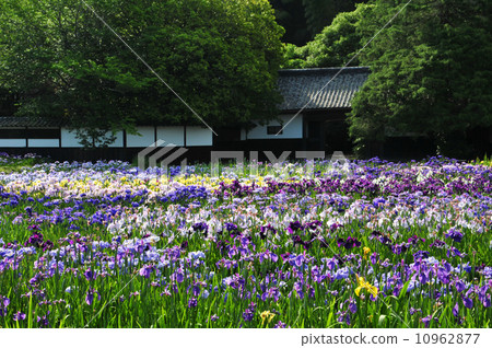 Kamo虹膜河花園 10962877