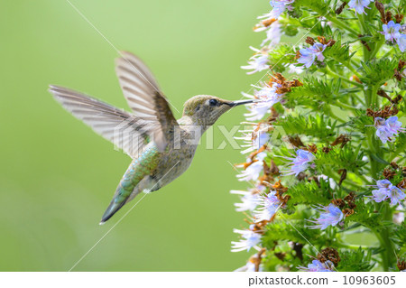 Hummingbird Hummingbird 10963605