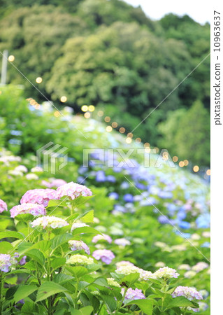 hydrangea   10963637