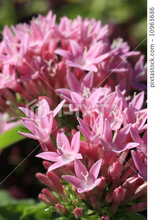 Pentas 10963686