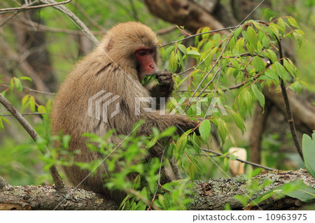 Japanese monkeys from Kamikochi 10963975