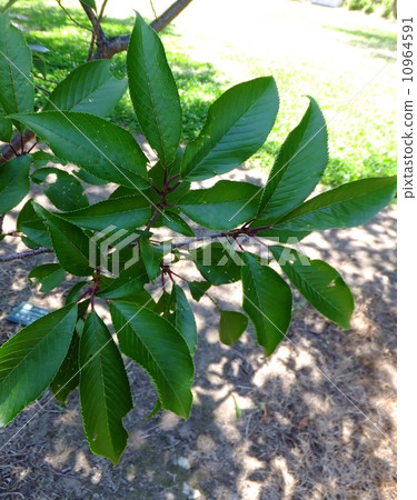 Kabo Sakura's leaves Kabo Sakura's leaves 10964591
