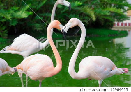 flamingos flamingos 10964625
