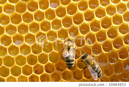 bees on honeycells bees on honeycells 10964853