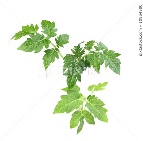 Sprout with green leaf of tomato 10964980