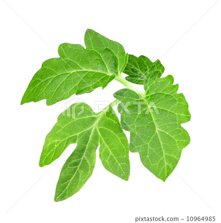 Leaf of tomato 10964985