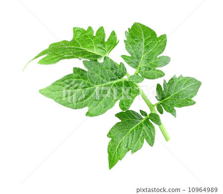 Single a green leaf of tomato 10964989