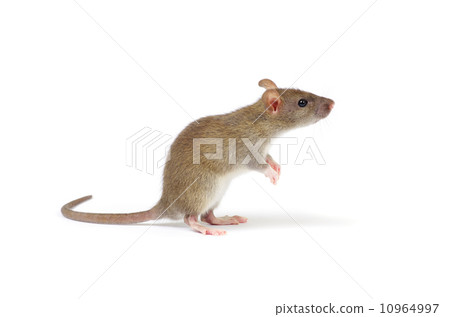 rat rat 10964997