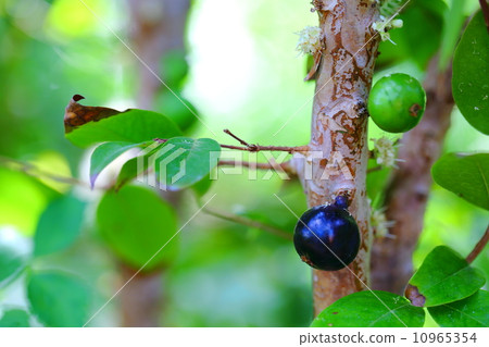 Jabochikaba 10965354