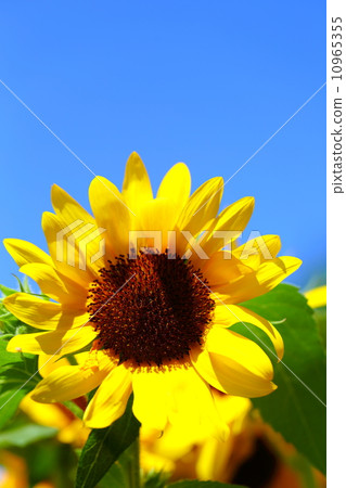 Sunflower (Sunflower) 10965355