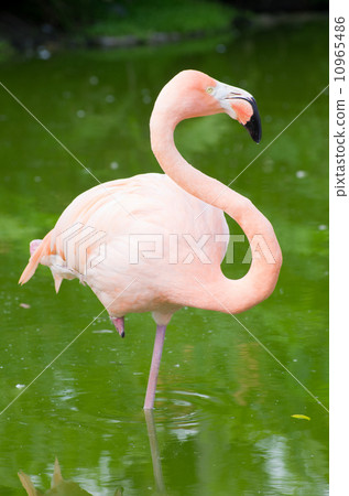 flamingo 10965486