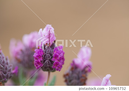 lavender lavender 10965732