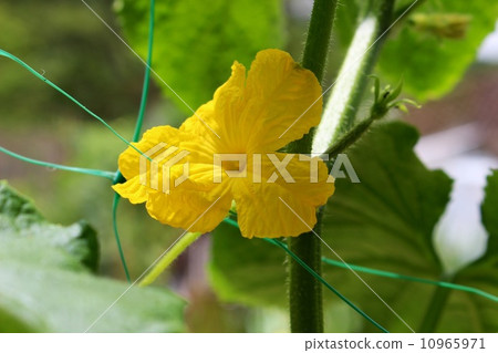 黃瓜花 黃瓜花 10965971