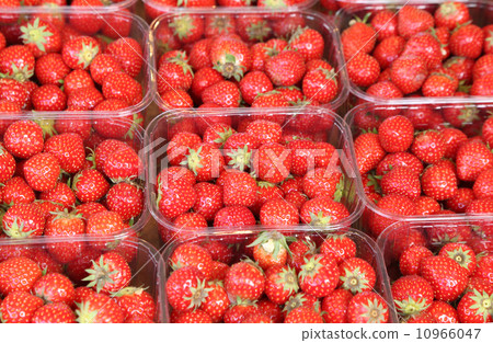 一個草莓 10966047