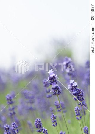 lavender 10966057