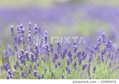 lavender 10966058