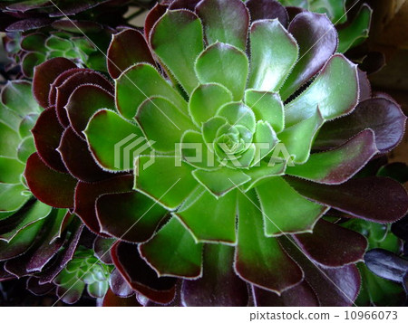 Black mentor plant 10966073