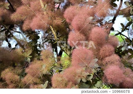 煙熏的樹 10966078