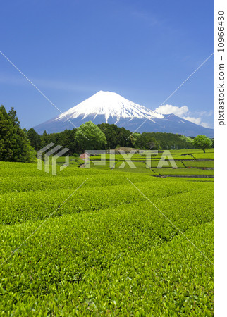 富士和茶廠-1585 10966430
