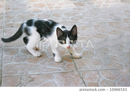 Scared cat 10966583