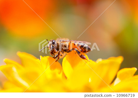 Shy bee 10966719