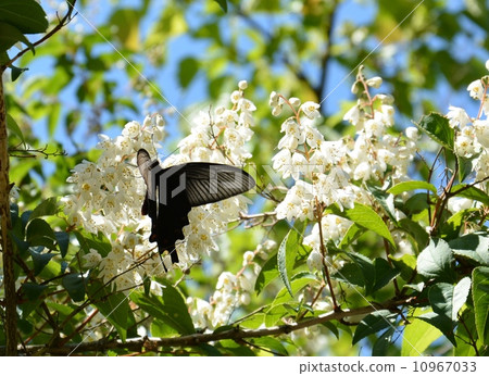 小丑吮兔子蜂蜜 小丑吮兔子蜂蜜 10967033