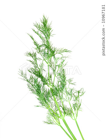 Branch of green dill 10967181