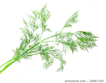 Branch of green dill 10967189