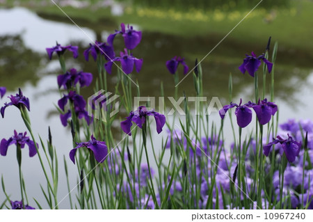 Iris 10967240