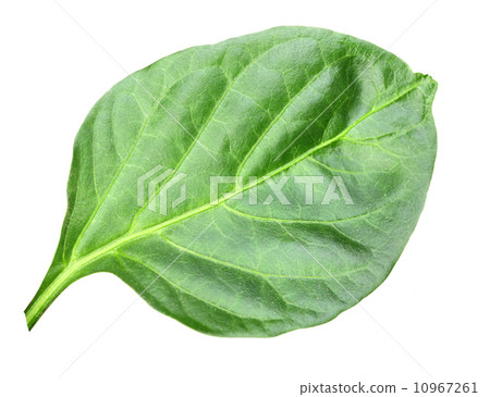 Wry green leaf of pepper 10967261
