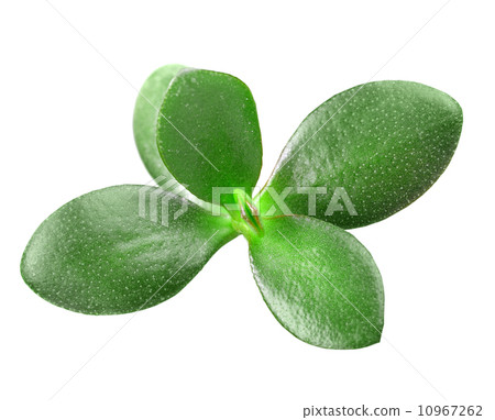 Branch of crassula 10967262