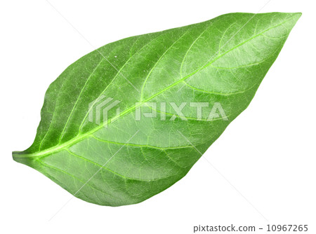 Green leaf of pepper 10967265