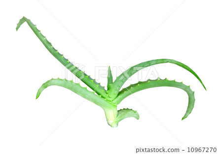 Branch of aloe 10967270