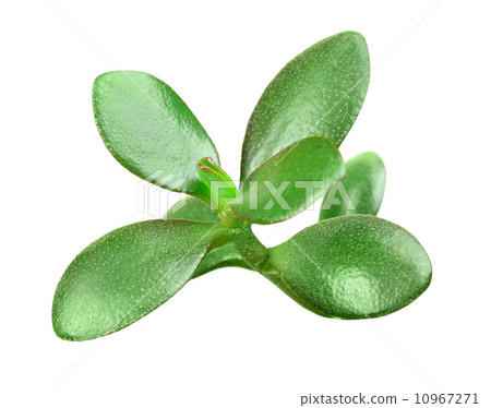 Branch of crassula 10967271