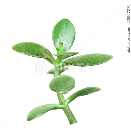 Branch of crassula 10967276