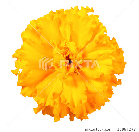 One orange flower of marigold 10967278